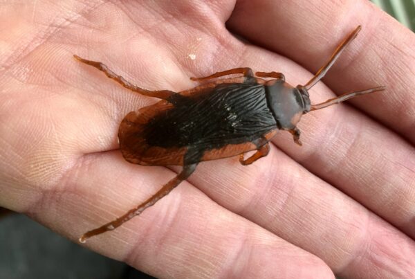 Foto van een plastic kakkerlak op een hand