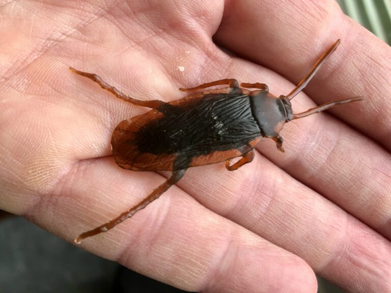 Foto van een plastic kakkerlak op een hand